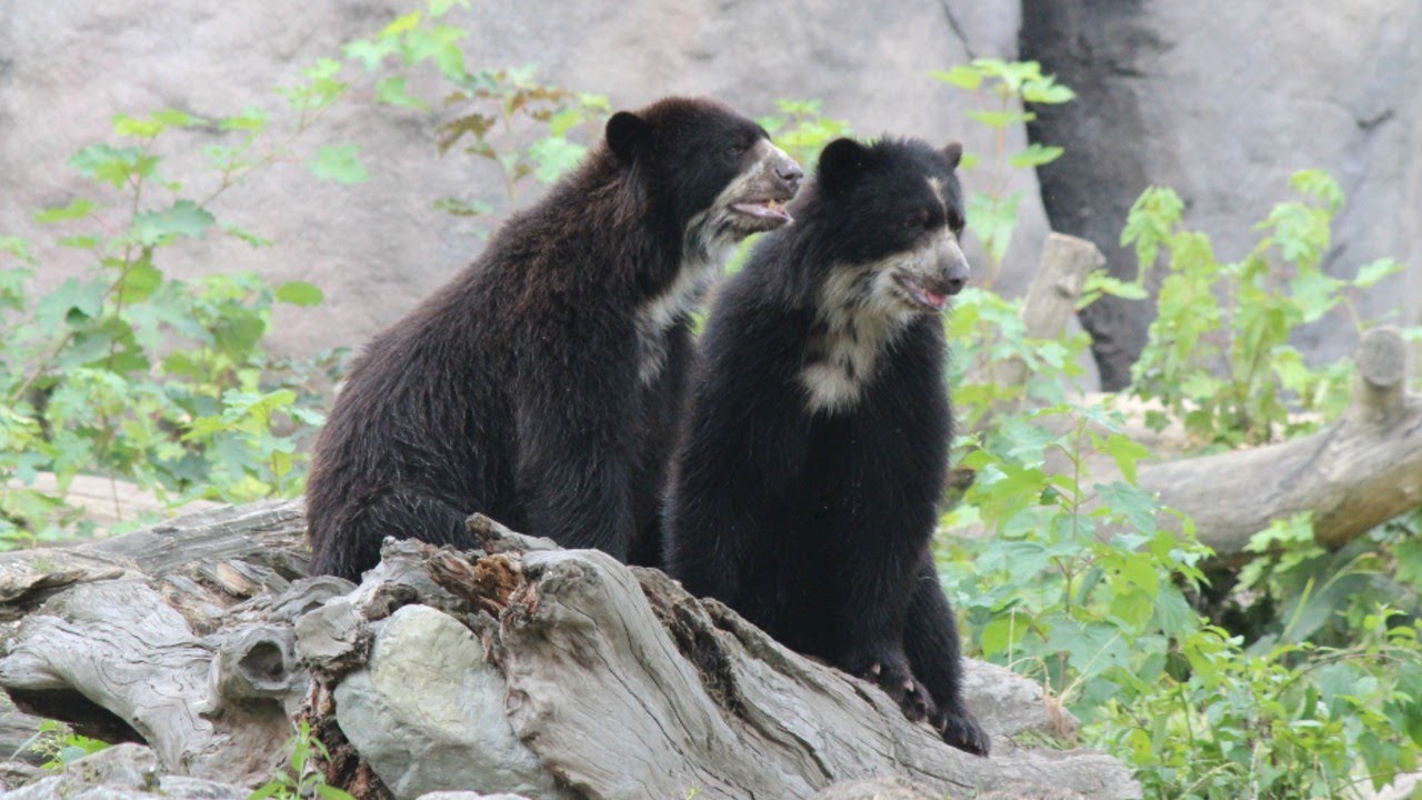 Brillenbären / Spectacled Bears Youngsters : ZOO Duisburg