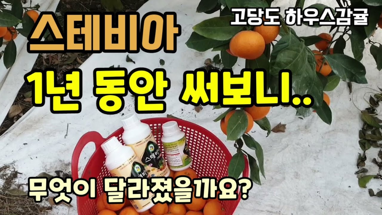 과일의 품질을 높이는 스테비아 감귤에 1년 동안 사용했더니 무엇이 달라졌을까요? 과일의 당도 식감 저장성 등