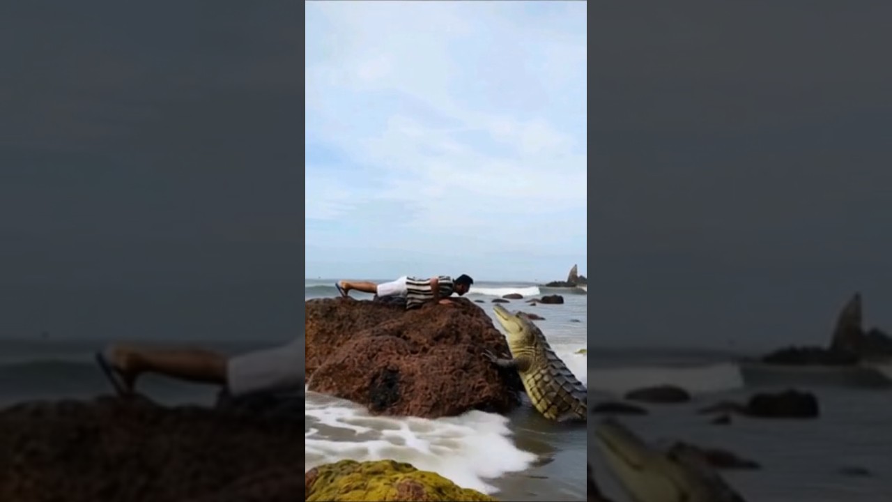 Indian Ghadiyal attack 😱 #crocodile #ghadiyal #liveattack #wildlife #biscuit #accident