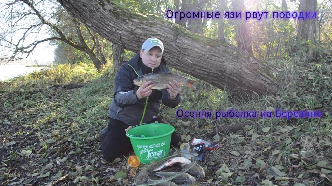 Осенняя охота за трофеями. Огромные язи рвут поводки.