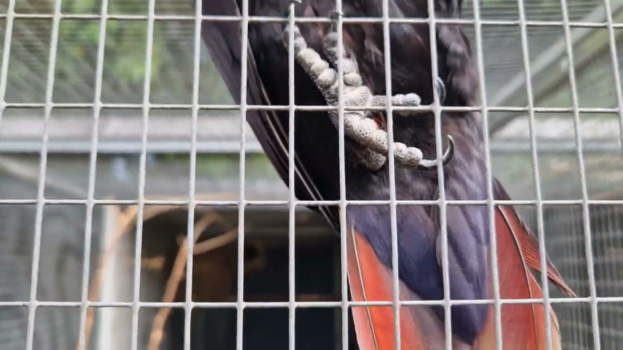 Black Lory   (Chalcopsitta atra)