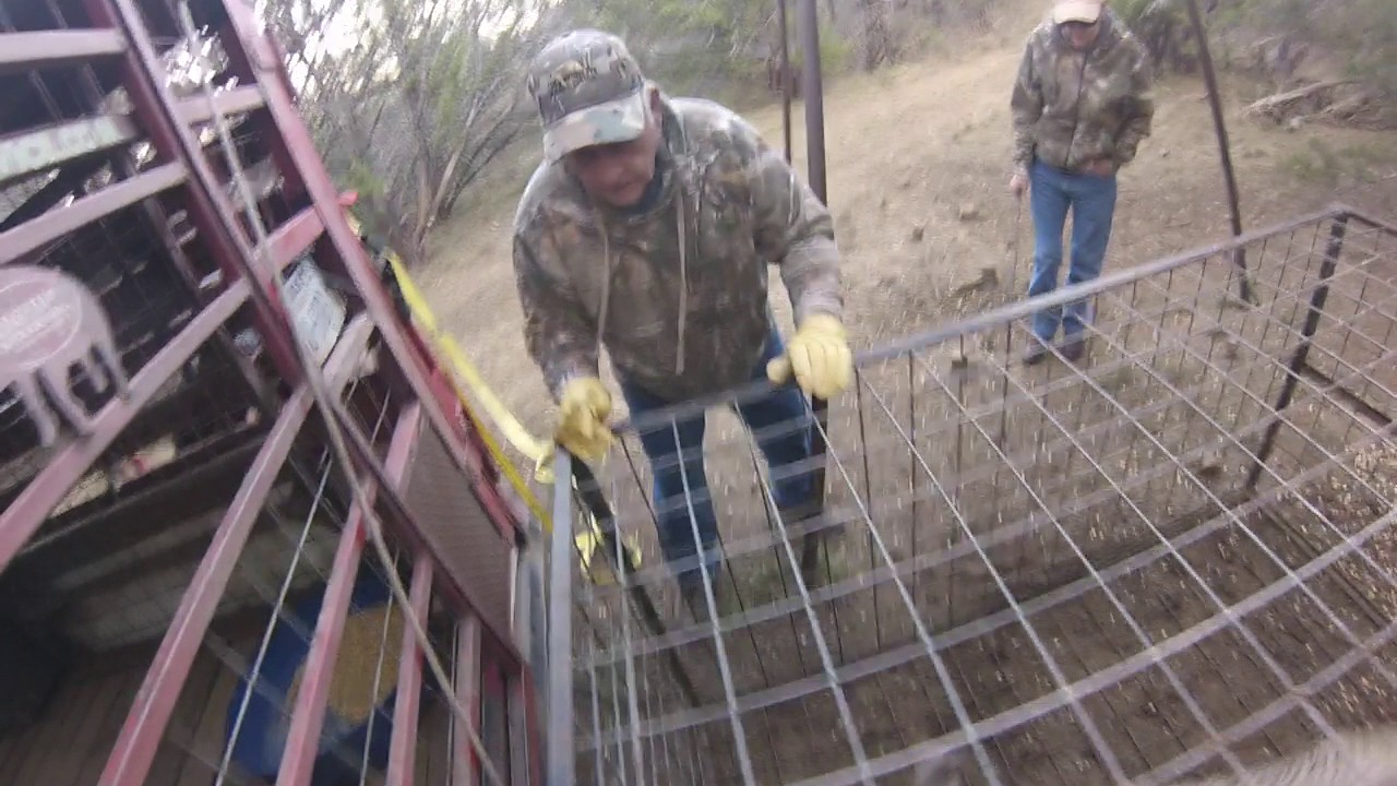Hog number 262 ytd