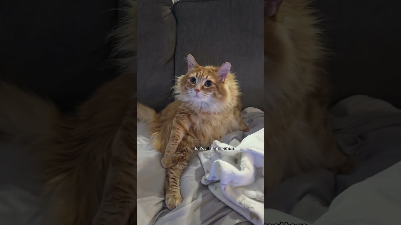 Walter is my muse 🎶😂 #cat #pet #cuteanimal #cutecat #cute #catvideos #cutepet #animal