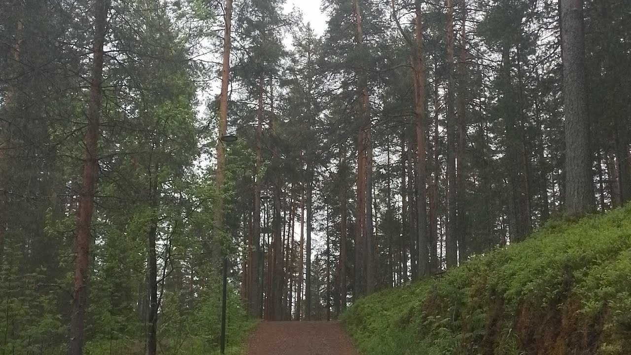 Nature walk in the forest ||after a rainy day. #forest