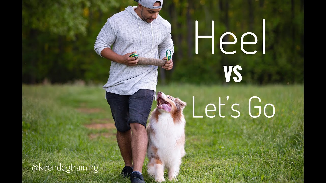 Dog Training: Heel vs Let’s Go