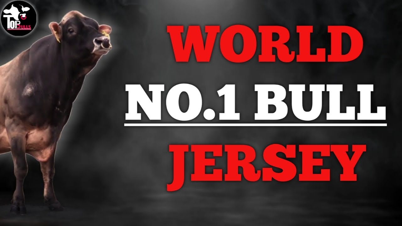 World No.1 Jersey Bull || CHROME || Proven Bull || TopBulls ||