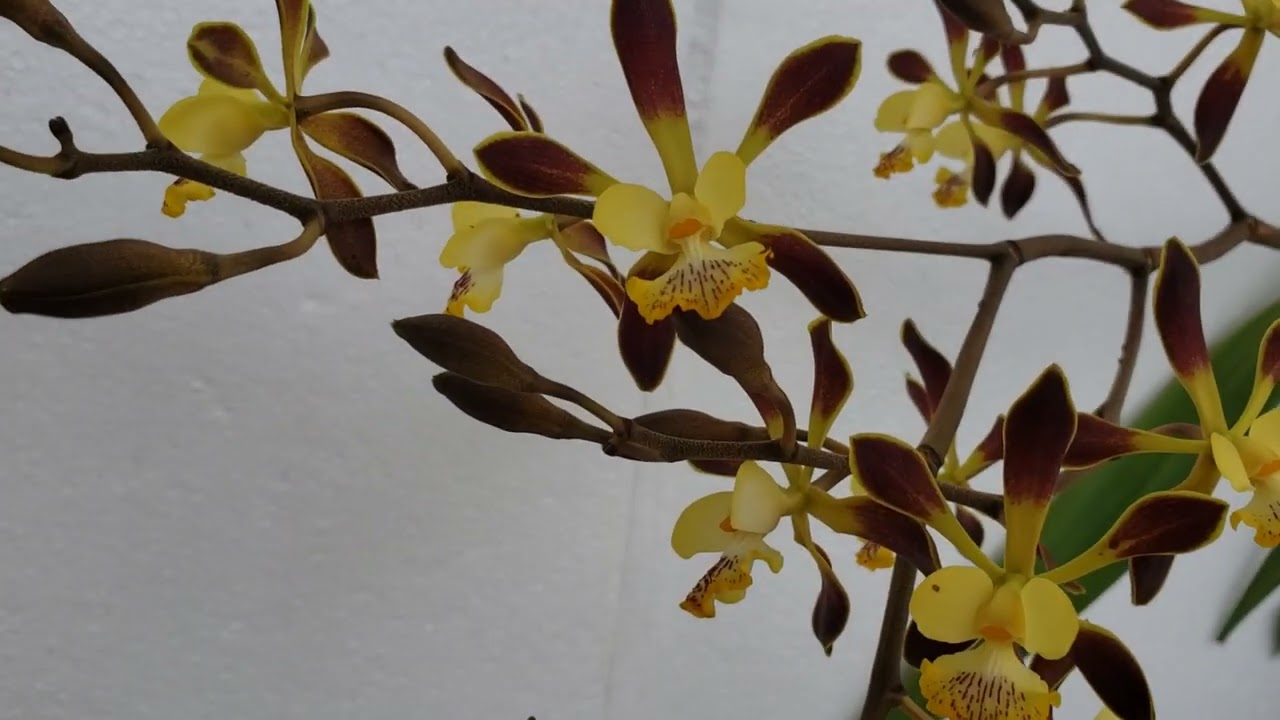 Encyclia alata