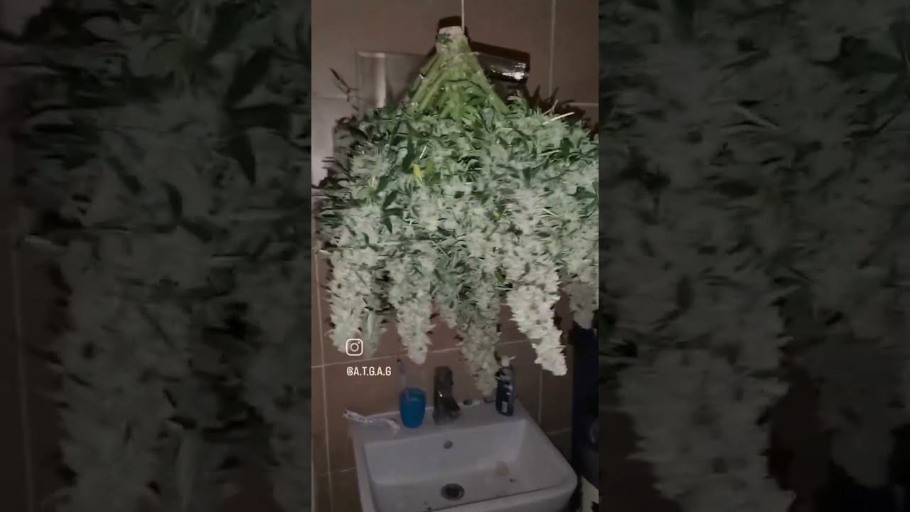 White widow auto fast buds #hydroponics ##rockwool #plants