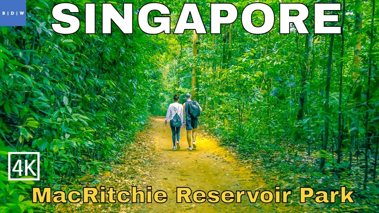 [4K] Nature Walking Tour Singapore | MacRitchie Reservoir Park 2021