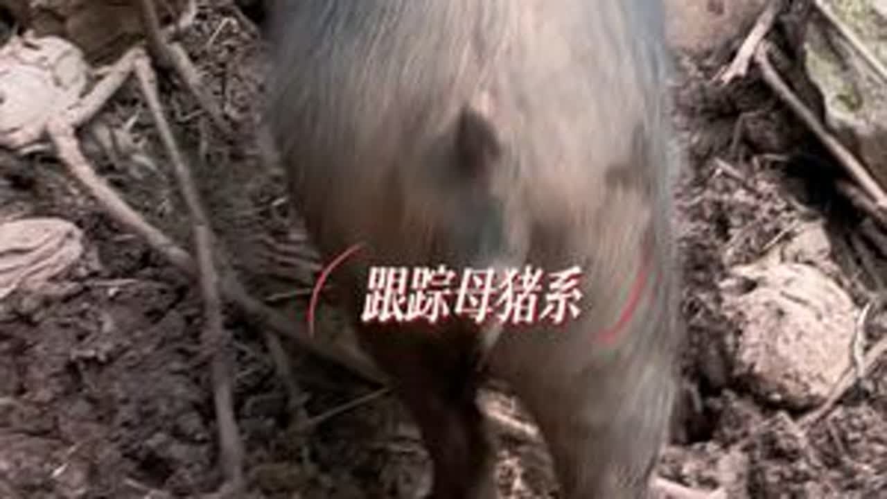 鹅尔豁，今天跟这个头铁的母猪硬刚到底&hellip;&hellip; 跑山猪原生态 自繁自养 我的农场生活 农场日记 乡村创业故事