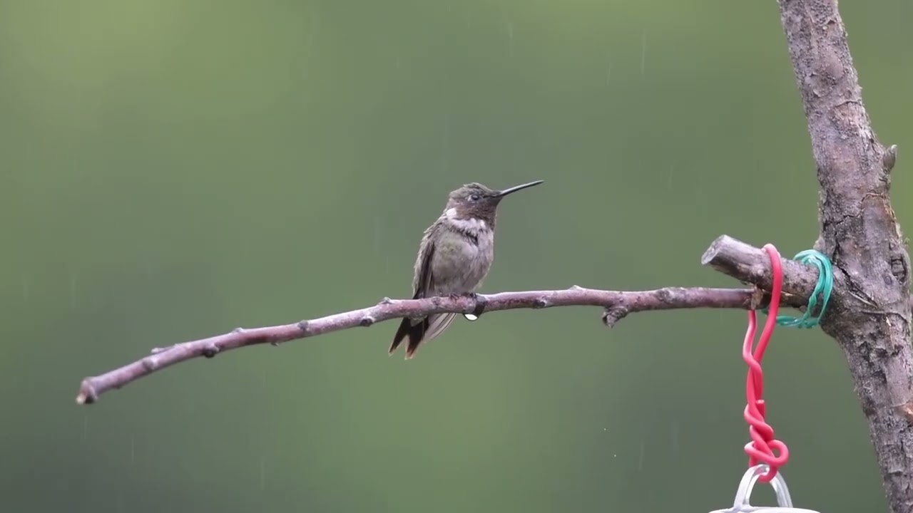 New Hummingbird Vignettes 48