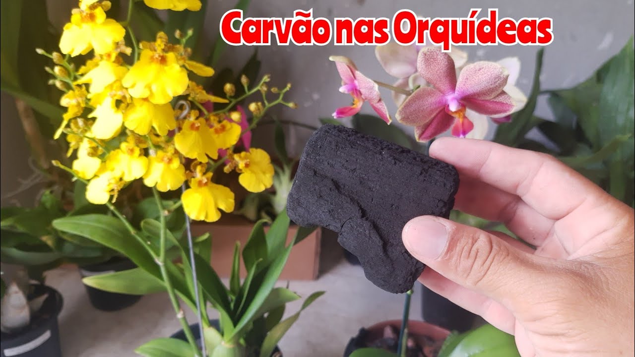 Use Carvão nas Orquídeas e Tenha Sucesso no cultivo