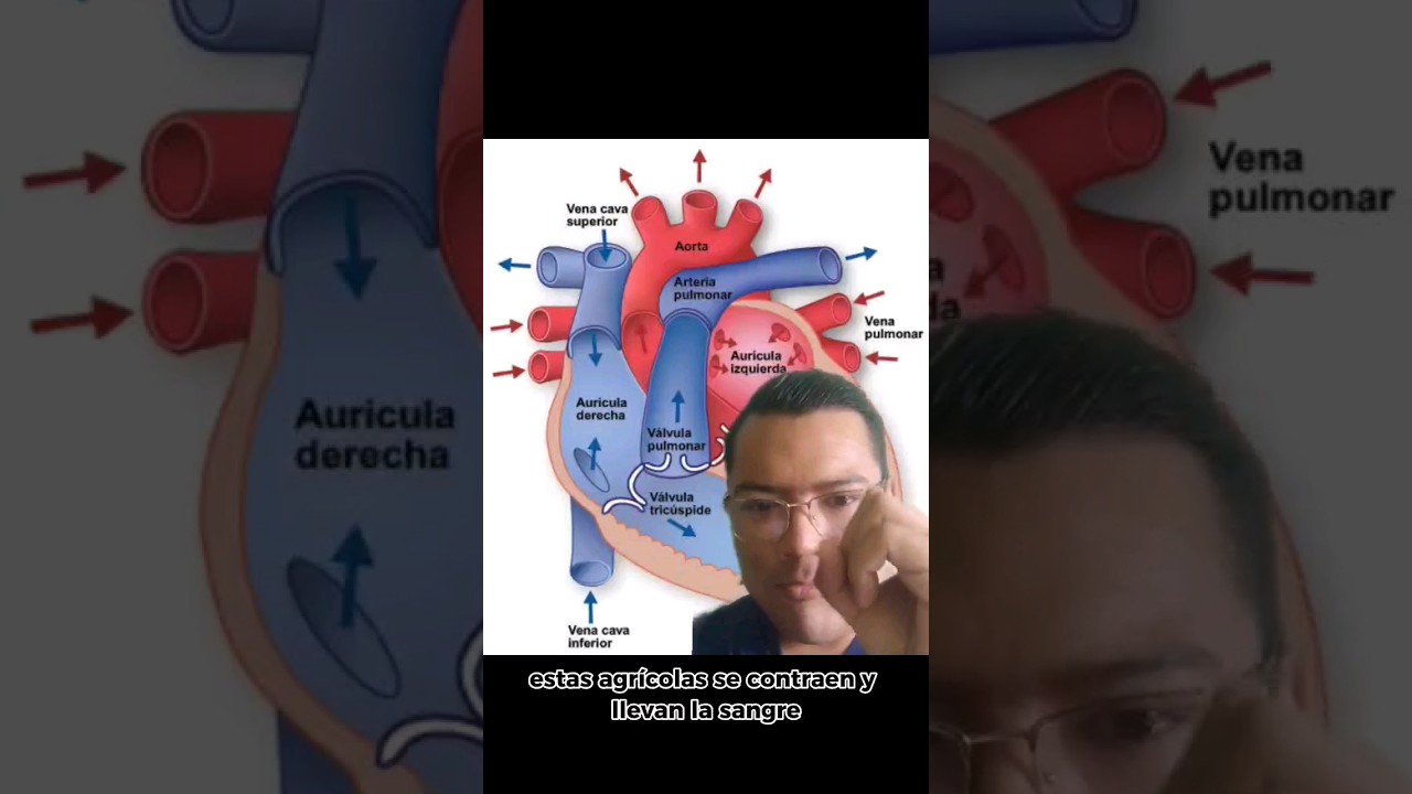 Anatomia básica del corazón🫀