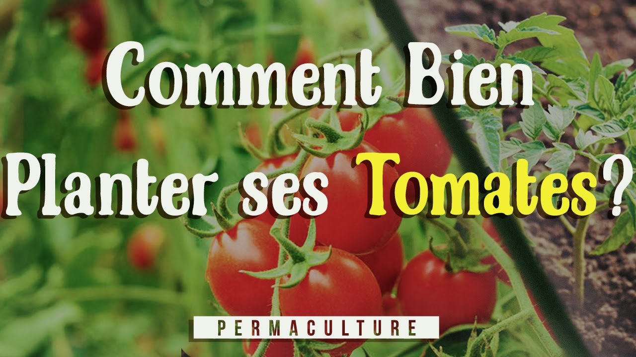 🍅 🍅 🍅 🍅 Comment bien planter ses tomates? 🍅 🍅 🍅 🍅