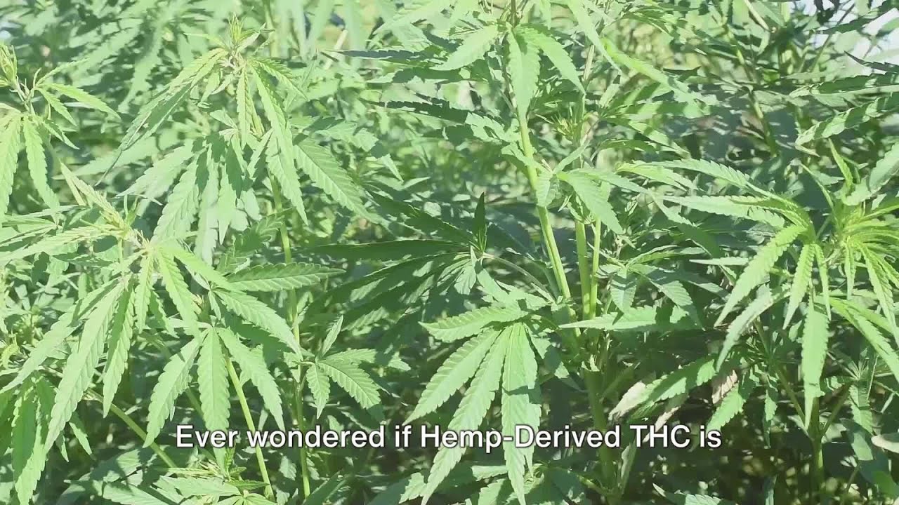 Is Hemp-Derived THC Legal? 🌿⚖️ | Panther Canna Explains
