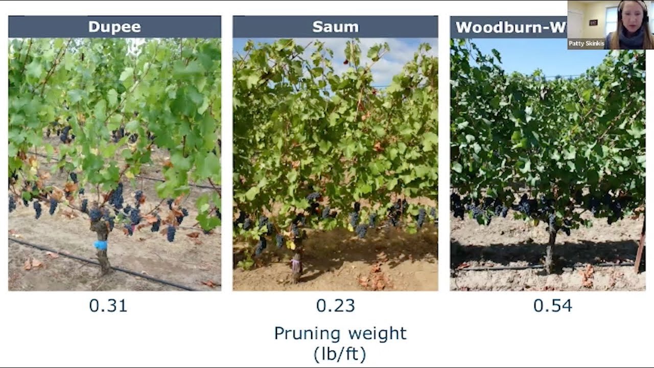 Dry Farm Viticulture in Oregon's Willamette Valley, Patty Skinkis