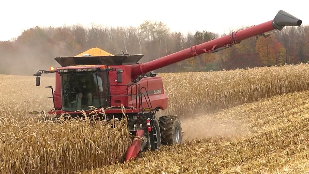 Corn Harvest 2023 | Case IH 7240 Axial-Flow  Combine Harvesting Corn | Ontario, Canada