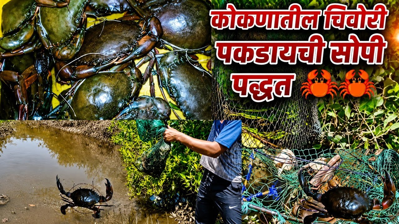 कोकनातील चिंबोरी पकड़ायची ( पद्धत खुप चिंबोरी पकडली#crabs_catching #mudcrab#agriculture#crab#mudcrab