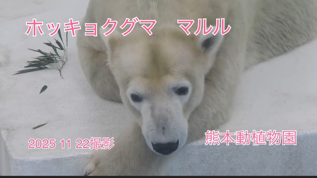 ホッキョクグマ　マルル
