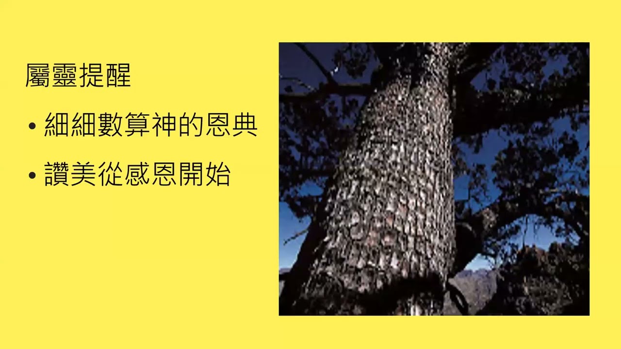 新年的展望-香柏树的异象