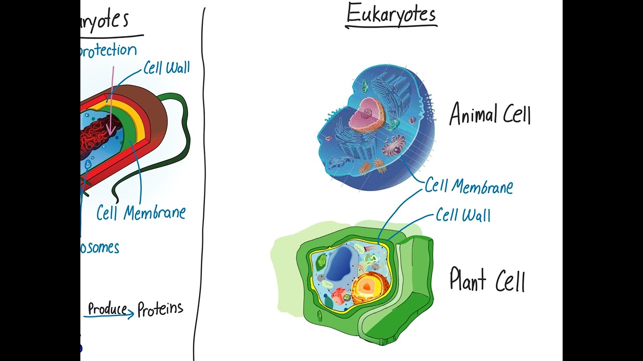 Differences between of prokaryotes and eukaryotes