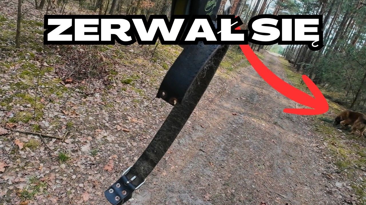 Pies zerwał się ze smyczy