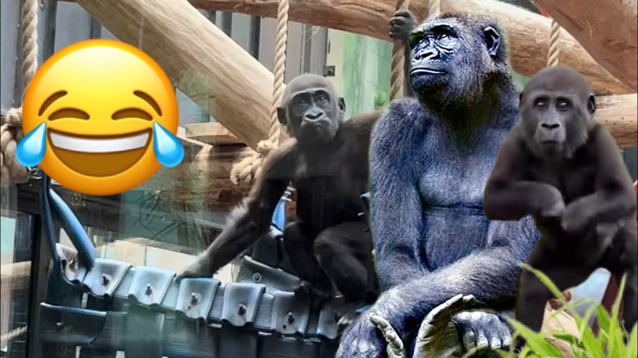 Baby gorillas Venus and Juno are not afraid Alika anymore 