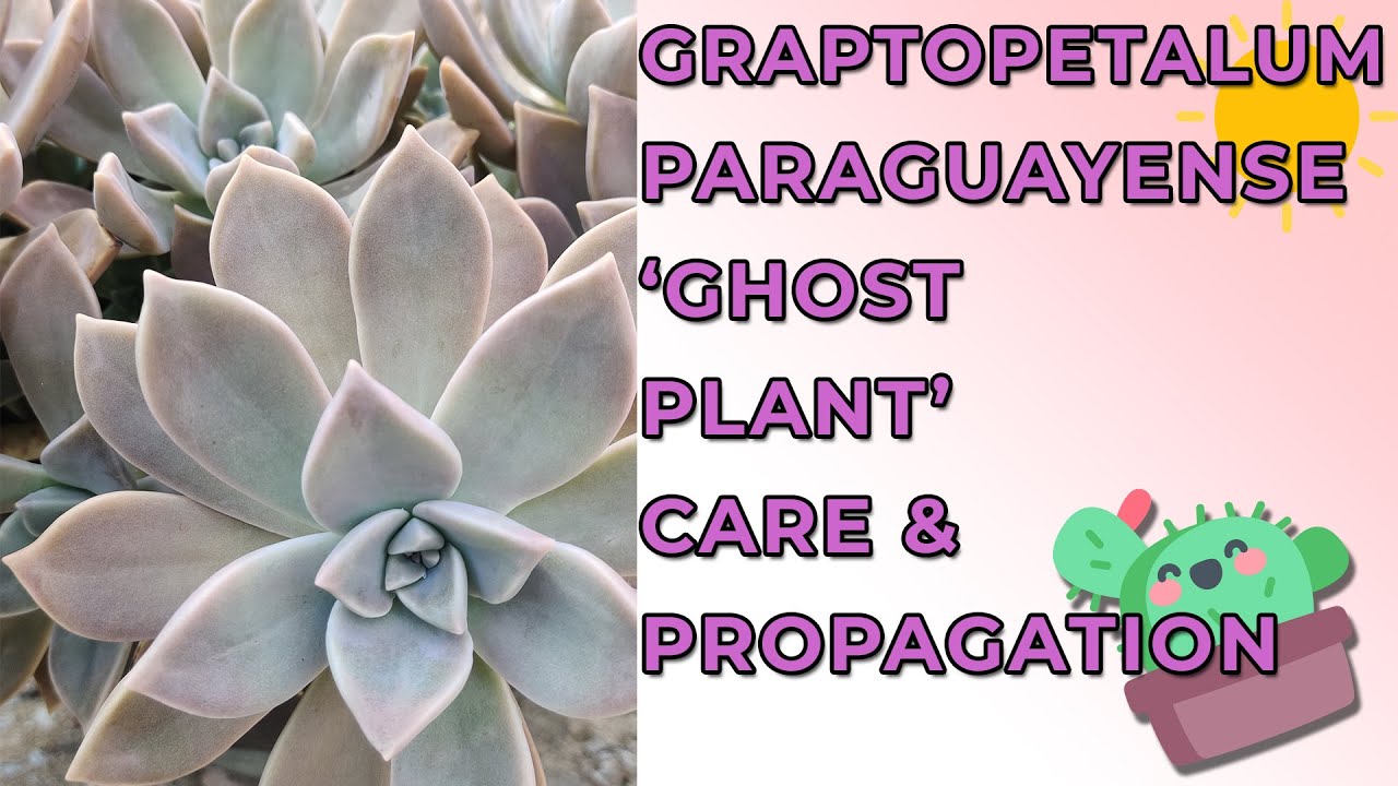 Уход и размножение Graptopetalum Paraguayense 'Ghost Plant'