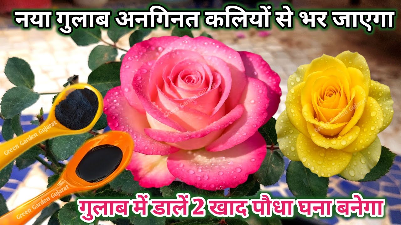 नया गुलाब का पौधा अनगिनत कलियों से भर जाएगा. गुलाब के पौधे में डालें 2 खाद गुलाब घना होगा