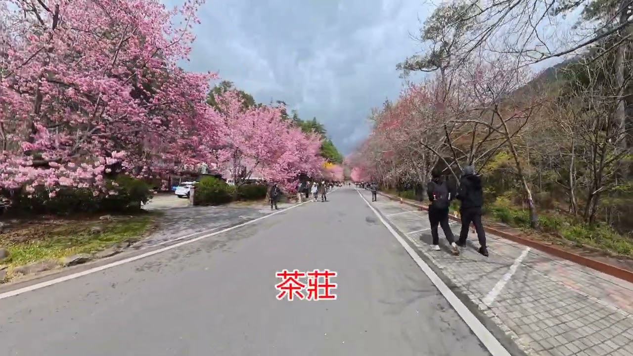 武陵農場櫻花季20260220-21