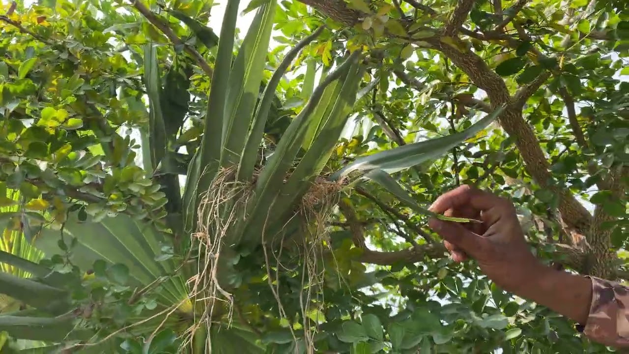 বাংলাদেশের গ্রাম বাংলার সংস্কৃতি | village life Bangladesh