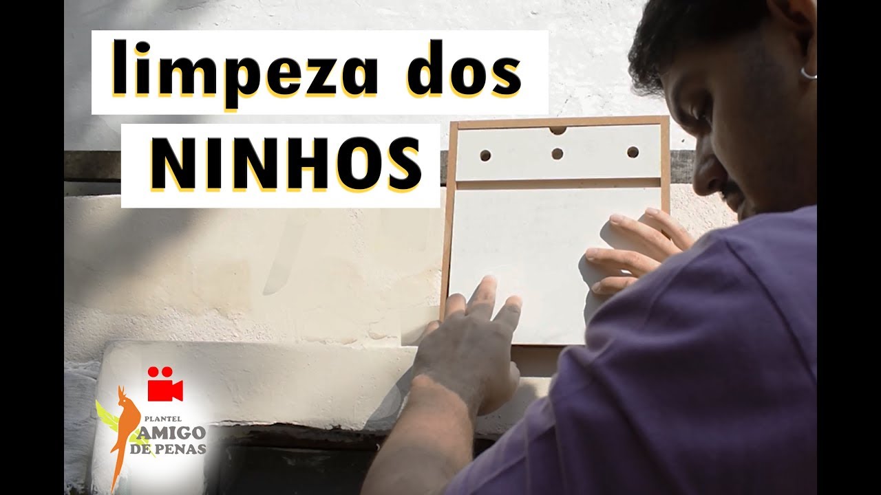 Filhotes crescendo, é hora de limpar os ninhos e aproveitar para anilhar.