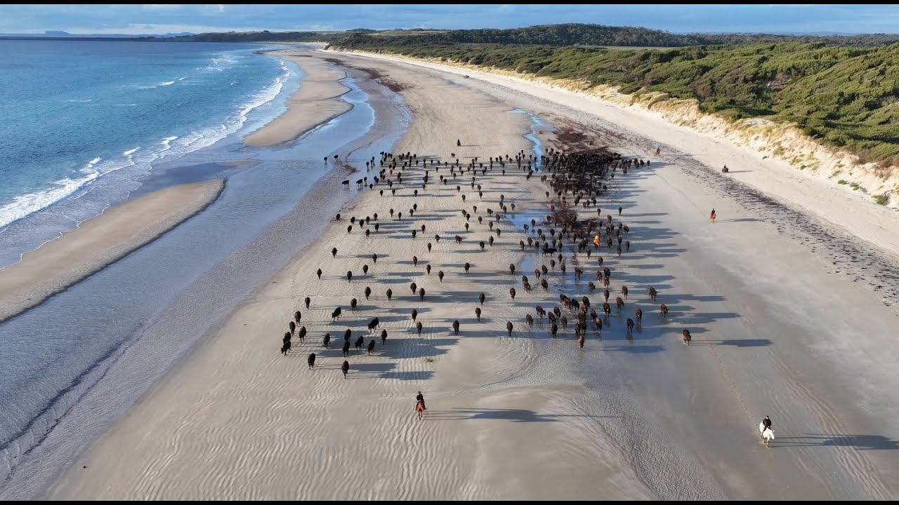 Robbins Island to Walker Island - Wagyu Muster - 14-6-2025 - Tasmania - Australia