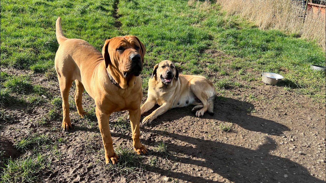 Olympicdogs: Pending litter; Hogo-sha x Pupushka.  GIANT working farm/Ranch/family guardian dogs !