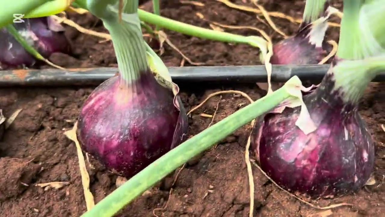 Unbelievable!! Our onions are extremely big! Almost harvesting 