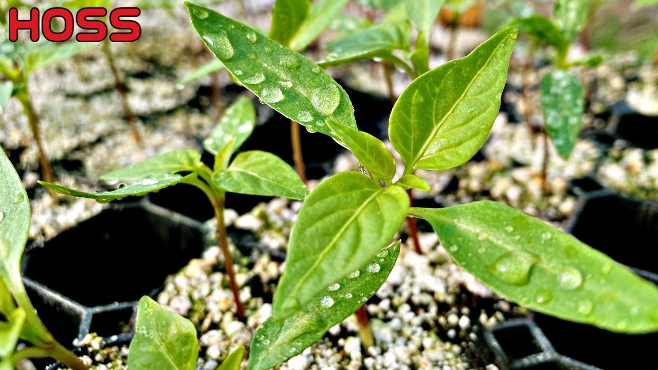 GROW YOUR OWN PEPPER PLANTS! -- TIPS & TRICKS TO KEEP THEM HAPPY!