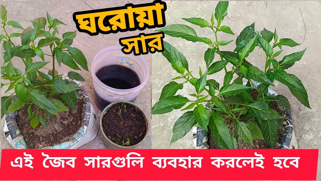 ঘরোয়া পদ্ধতিতে তৈরি এই জৈব সার ব্যবহার করলে রাসায়নিক সারের প্রয়োজন নেই। Organic!