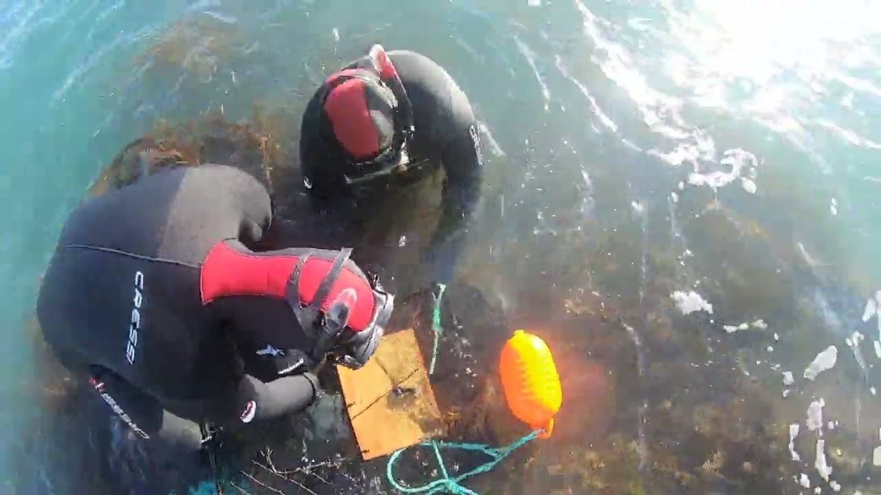 Clearing a shore set cray pot