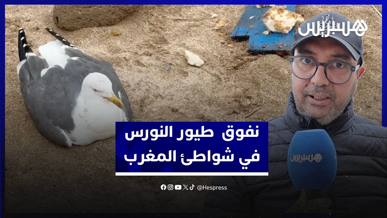 نفوق طيور النورس في شواطئ المغرب.. فاعل بيئي يرجح اقتياتها على الفضلات ويدعو لدراسة الظاهرة