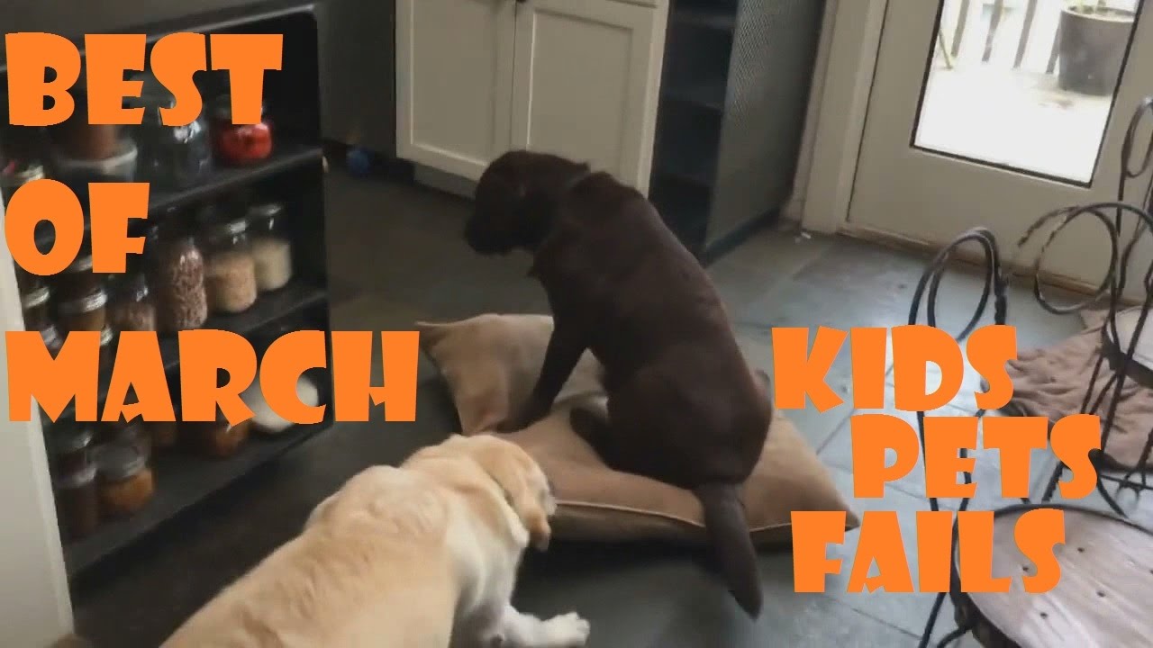 Kids and pets fails Best of March 2017 compilation
