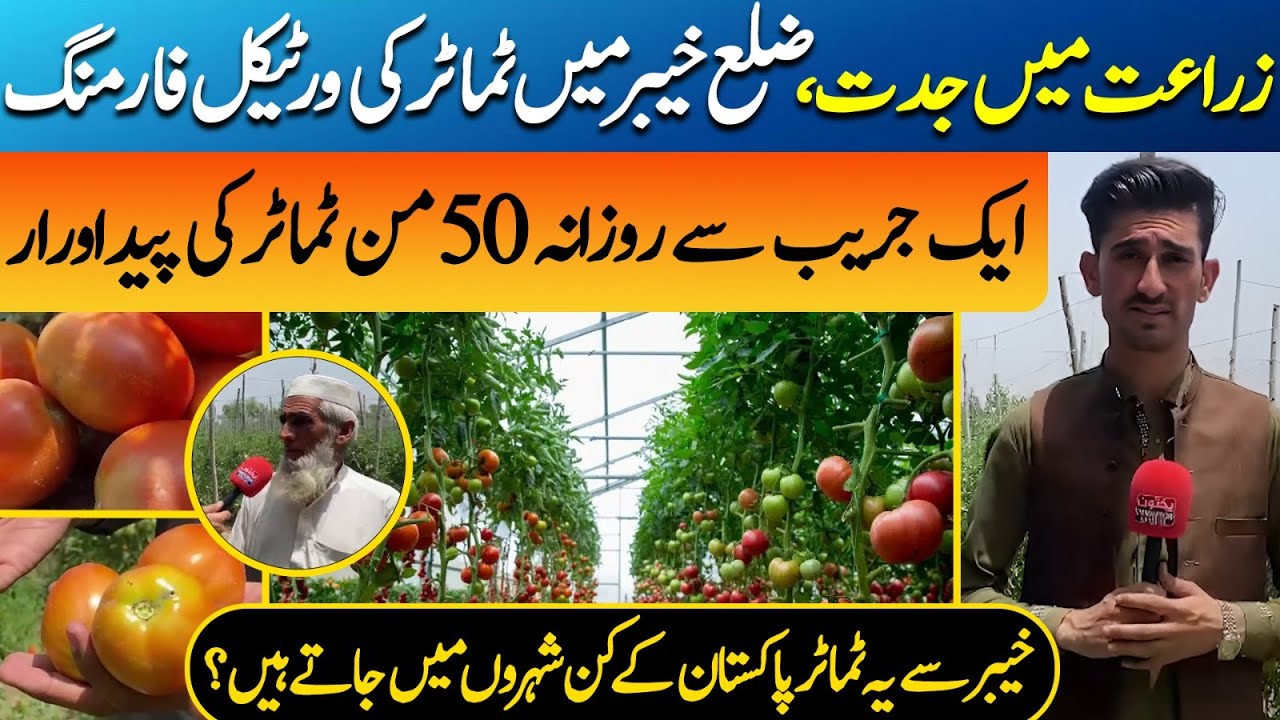 Vertical Tomato Farming in District Khyber | High Yield & Low Cost Innovation | Haroon Shinwari