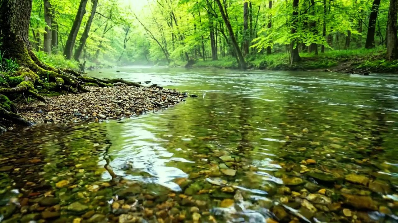 Beautiful Stream Flowing Through Forest, Birds Singing Softly, Calming Nature Sounds for Sleep