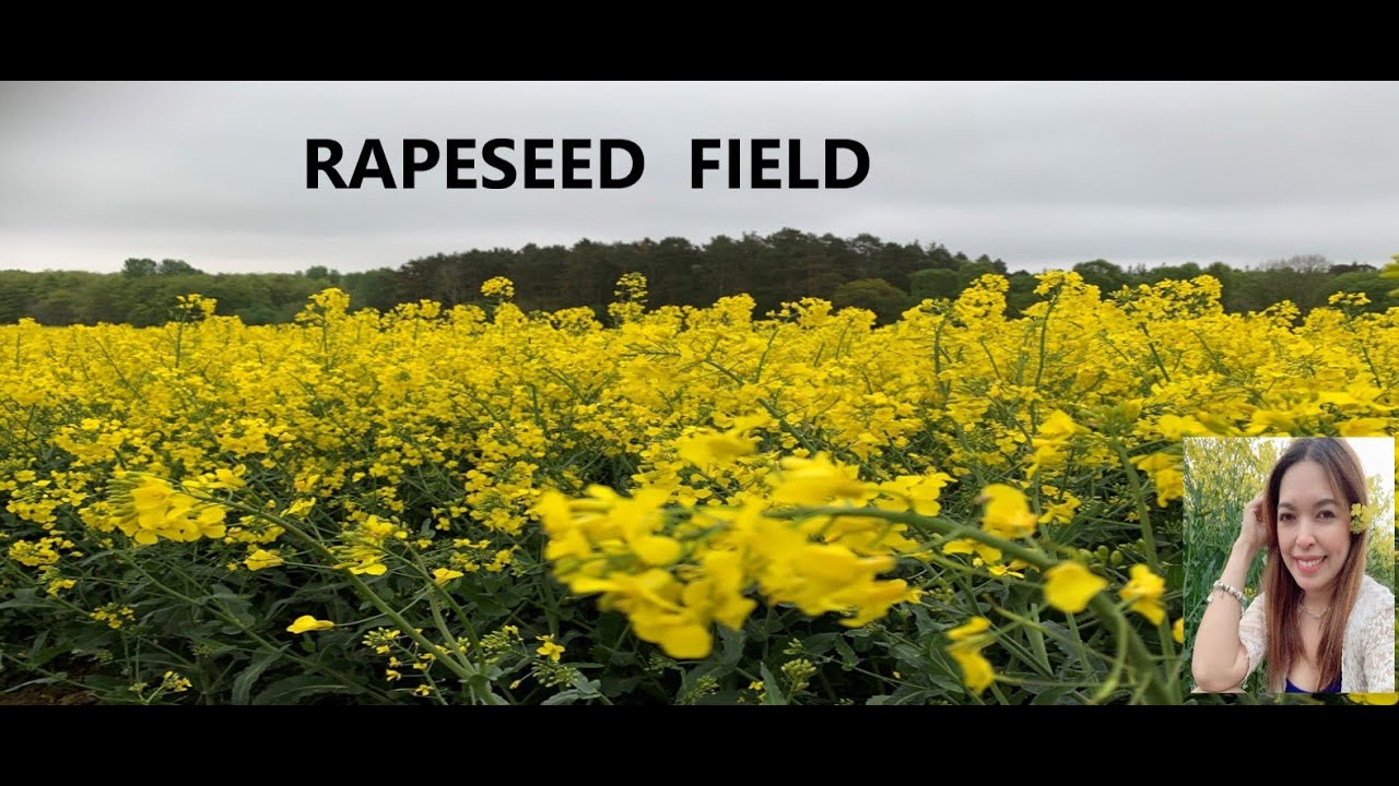 Rapeseed Field in Moray / Pinay in Scotland