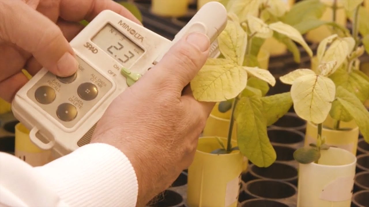 AgweekTV: Soy Insight - Soybean Research