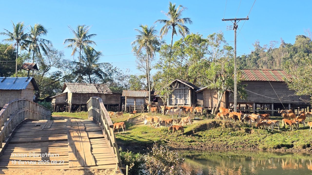 ตะลุยลาวใต้ บ้านแสนเก่า ชนเผ่าตะโอ้ย เที่ยวชมวิถีชีวิต ฤดูกาลนี้ สาวบ้านหาเแขมมาขาย ขูดยางบงขาย