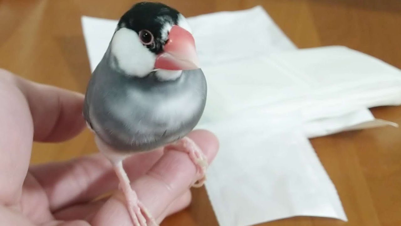 ウチの桜文鳥マメ　飼い主のアシストがあると 素直に薬をのんで エライんです！