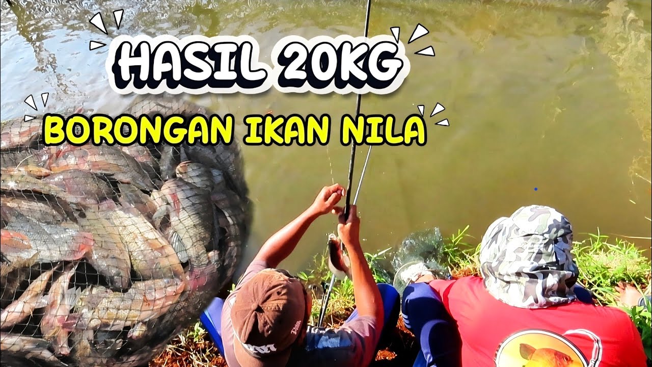 HASIL 20KG BORONGAN NILA PALING GACOR ‼️ MANCING BORONGAN NILA