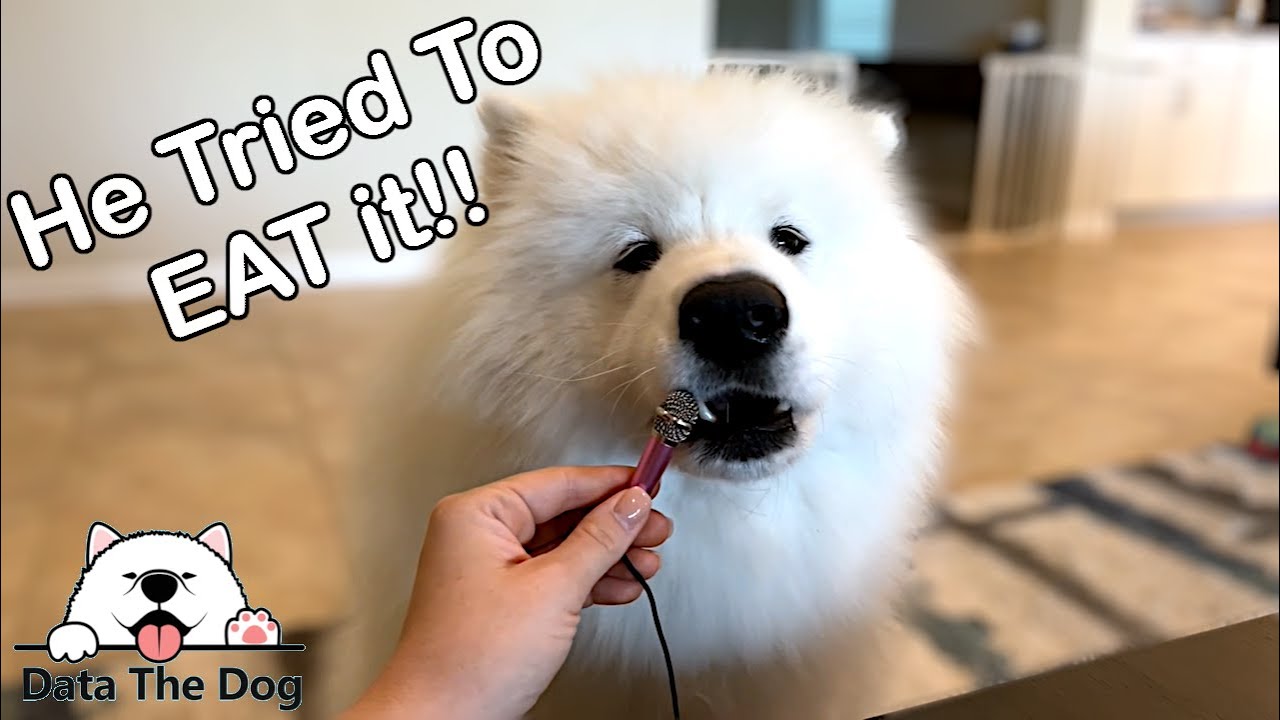 Tiny Mic, Big Dog ASMR | DataTheDog Enjoys Treats