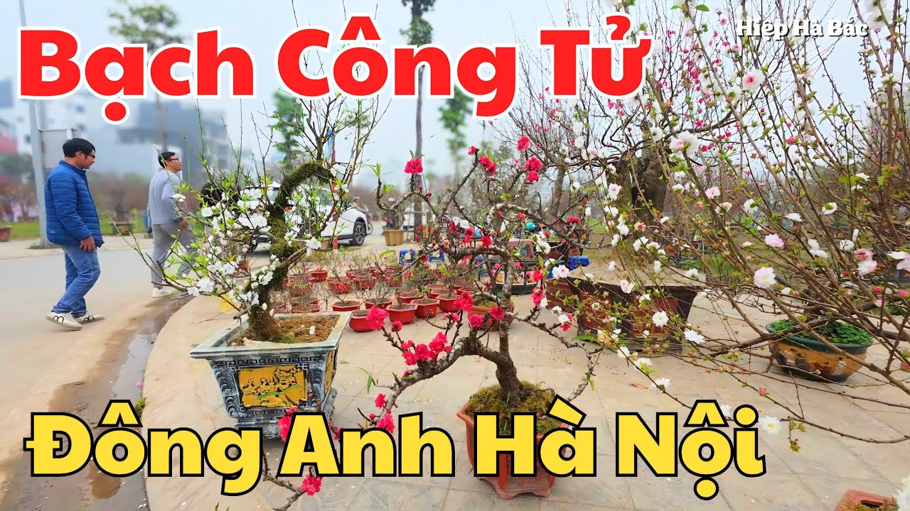 Đào Bạch, Đào Thất Thốn, Mai Vàng 