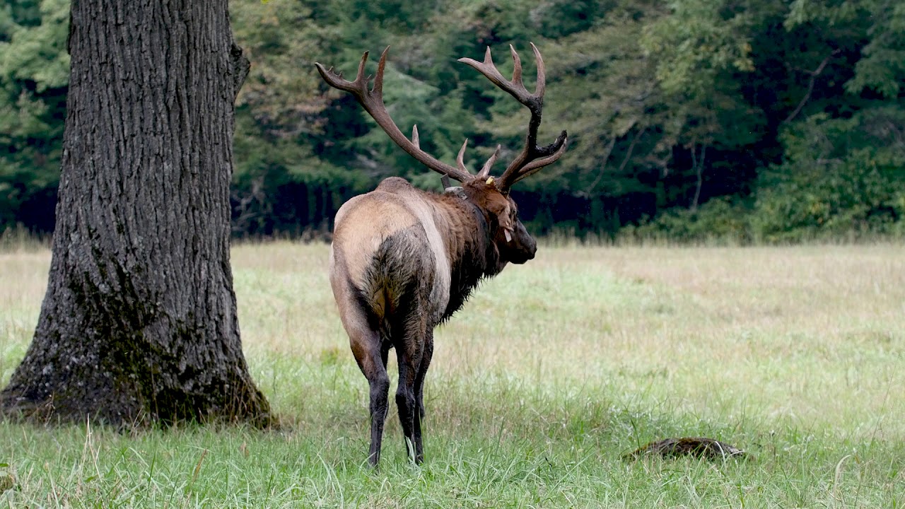 Cataloochee Elk 2018